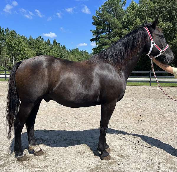 black-draft-gelding