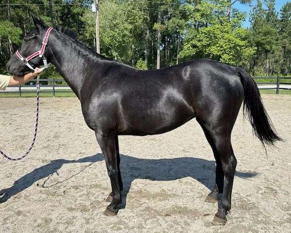 black-standardbred-mare