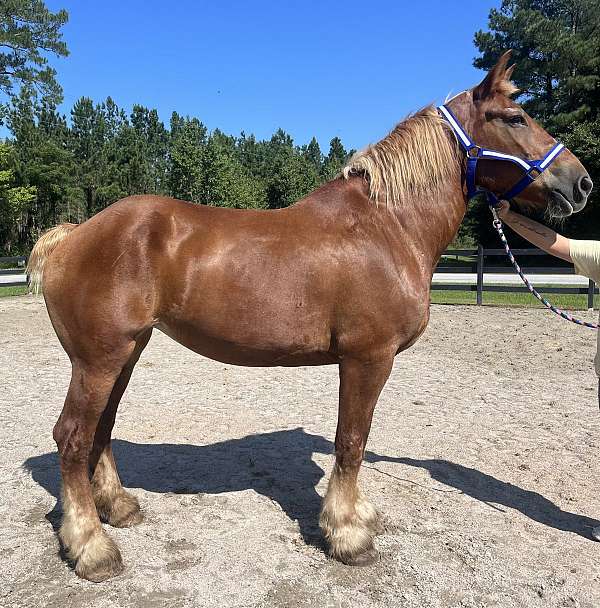 sorrel-belgian-mare