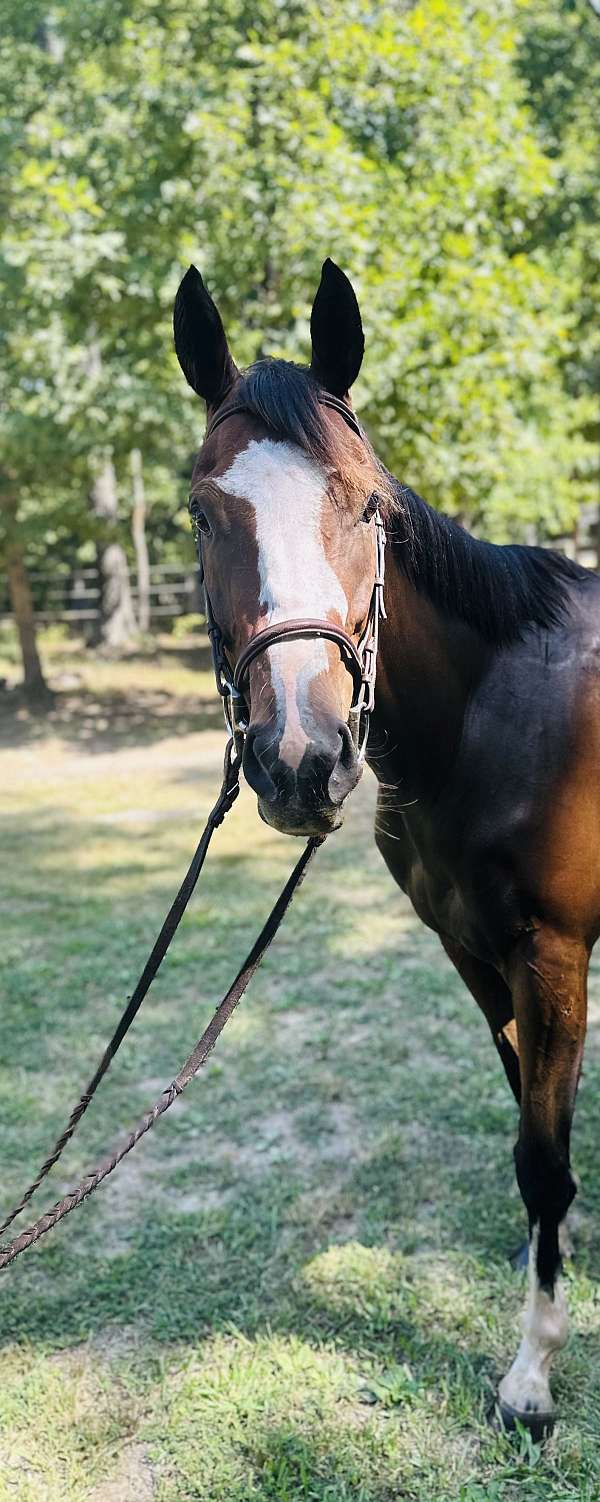 dressage-thoroughbred-horse