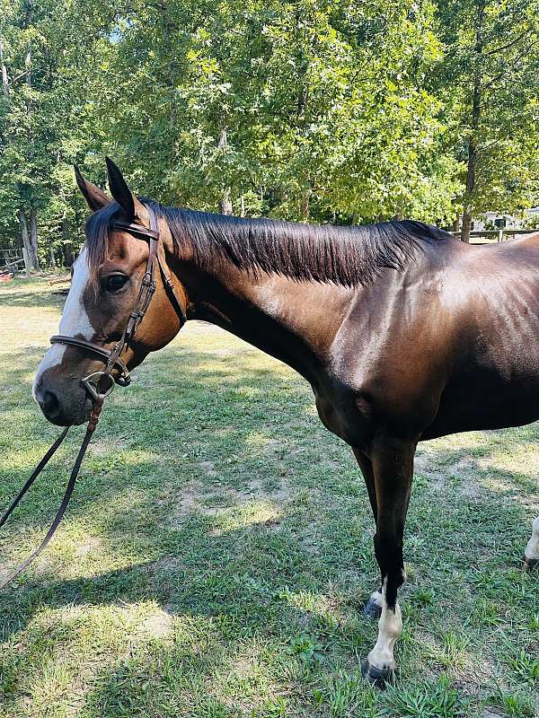 gymkhana-thoroughbred-horse