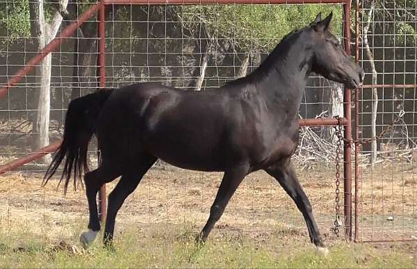 foal-for-sale-mare