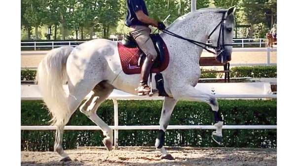 gran-premio-andalusian-horse