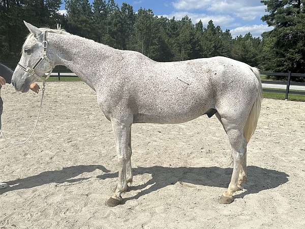 grey-quarter-horse-gelding