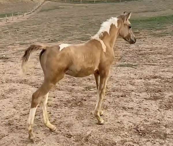 buckskin-tobago-horse
