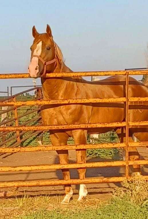 buckskin-palomino-stallion-for-sale