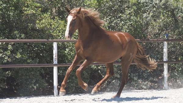 piro-free-colt-stallion