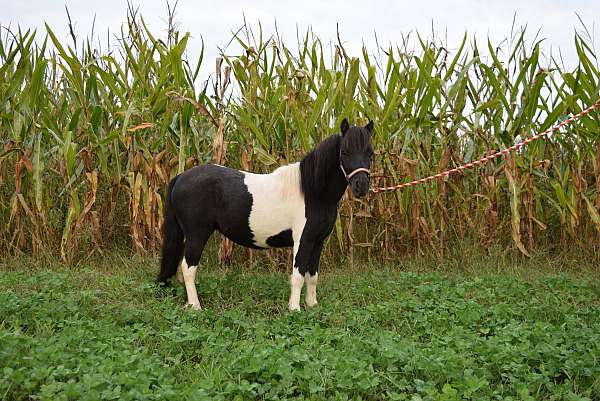 champ-miniature-horse