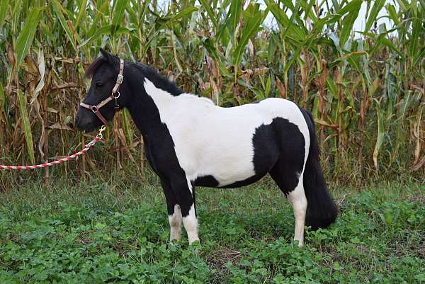 easy-to-drive-miniature-horse