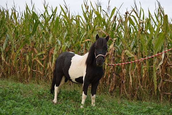 great-confirmation-miniature-horse