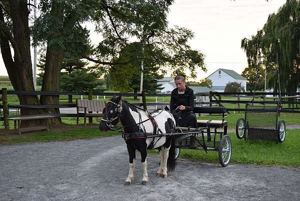 great-potential-miniature-horse