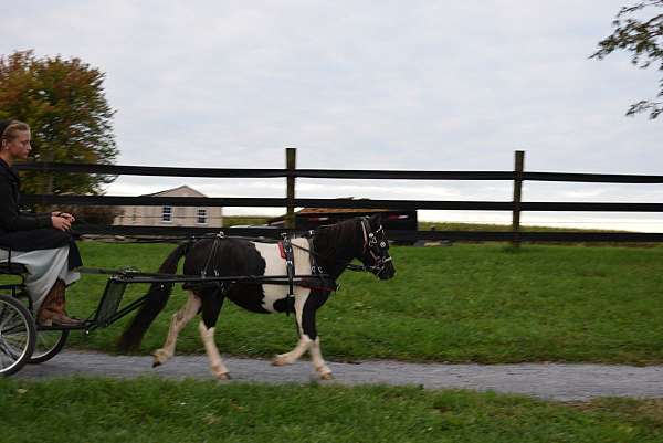 not-spooky-miniature-horse