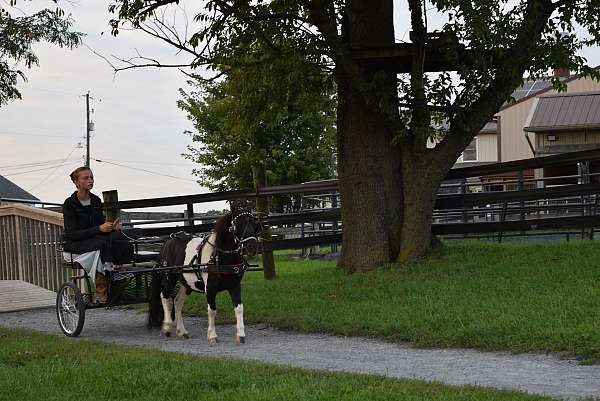 easy-to-drive-gelding