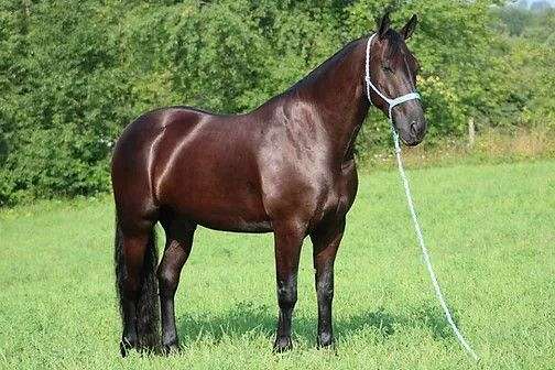 black-dressage-horse