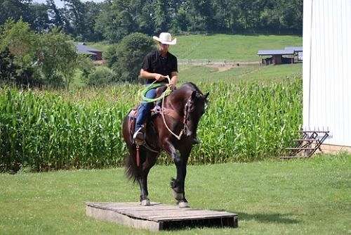 black-ridden-western-horse