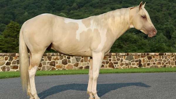 dunalino-welsh-pony-gelding