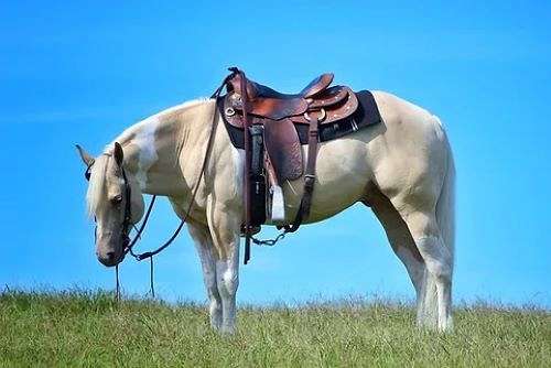 dunalino-welsh-pony-for-sale