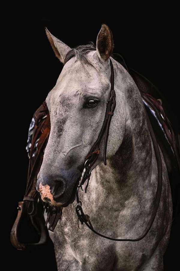 extensively-trail-ridden-quarter-horse