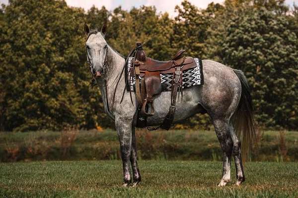 extensively-trail-ridden-horse