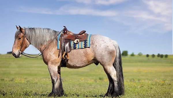 bridle-belgian-horse