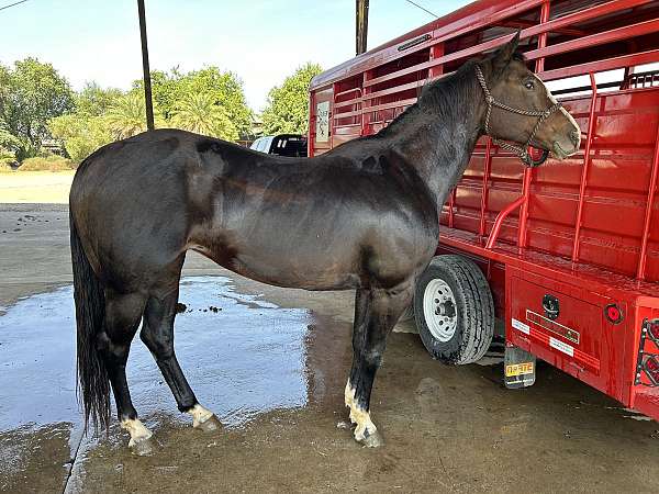 husband-safe-quarter-horse