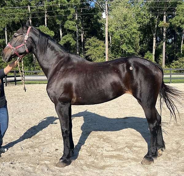 black-percheron-mare