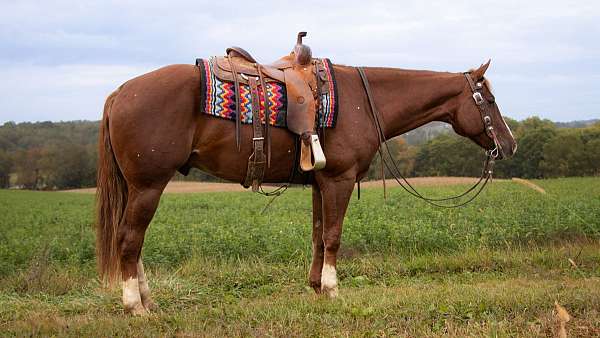 chestnut-eventing-horse