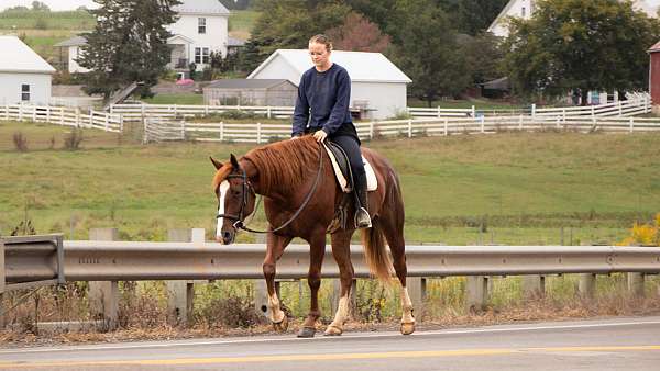 chestnut-western-riding-horse