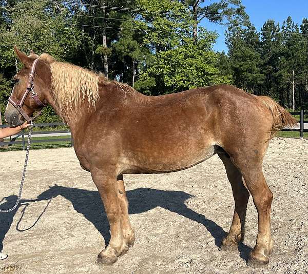 sorrel-belgian-mare