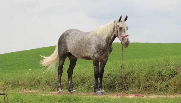 grey-all-around-horse