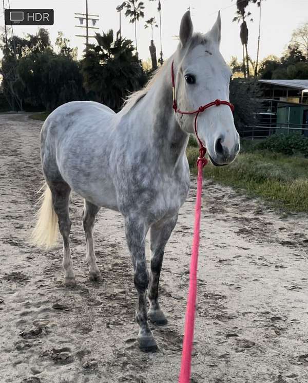 grey-white-socks-on-back-legs-horse