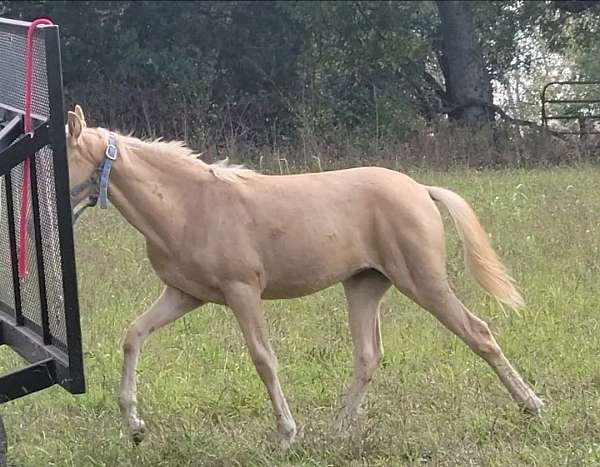 tennessee-walking-filly