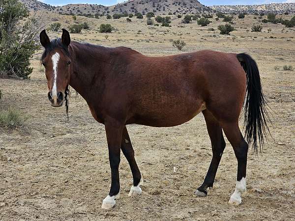 star-strip-snip-upper-lip-right-fore-leg-left-leg-hind-leg-horse