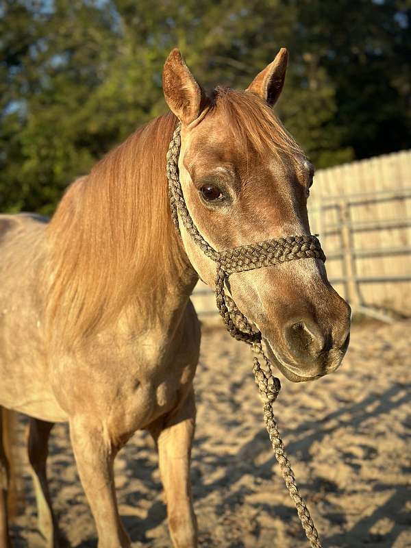 therapy-welsh-pony