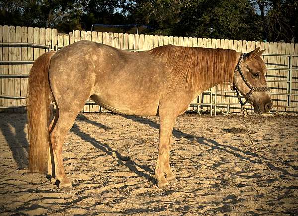 black-roan-welsh-pony