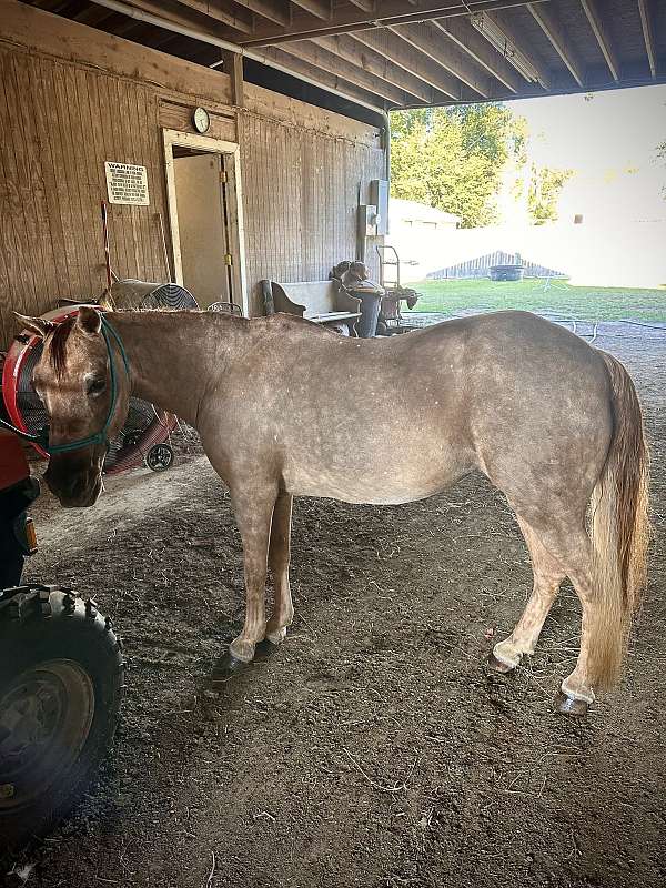 lead-line-pony-welsh