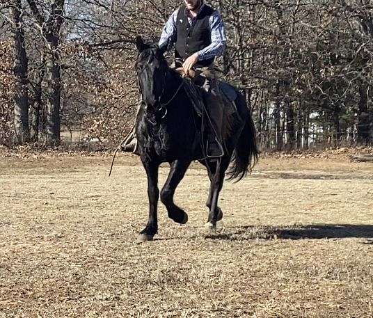 black-draft-gelding-stallion