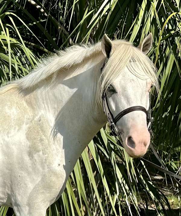 double-registered-pinto-pony