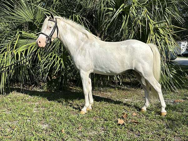double-registered-welsh-pony