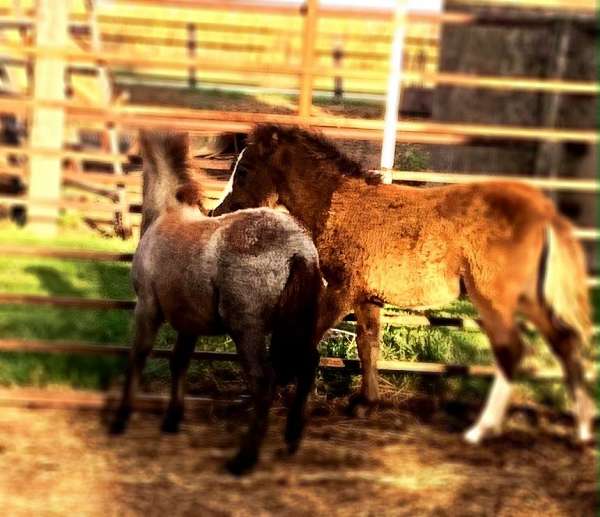 brown-pony-weanling