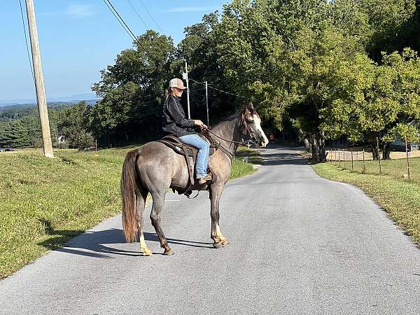 experienced-tennessee-walking-horse