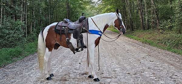 spotted-saddle-missouri-fox-trotter-horse