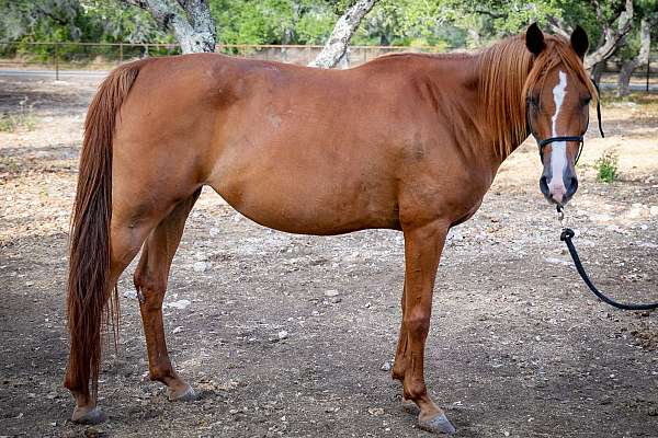 beginner-trail-riding-arabian-pony