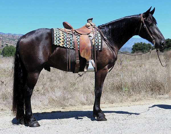 all-around-friesian-horse