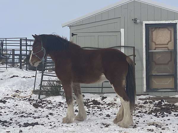 clydesdale-filly