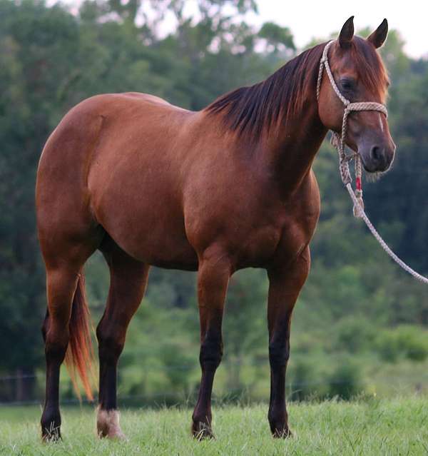 quarter-horse-mare