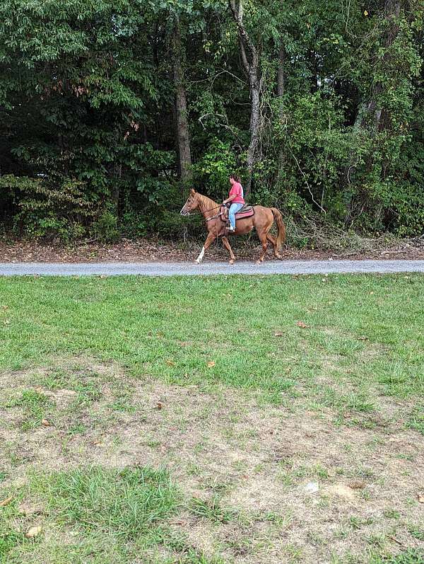 trail-horse-quarter