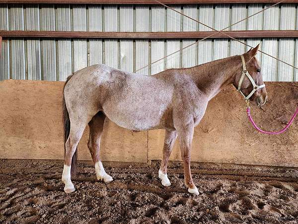 quarter-horse-for-sale