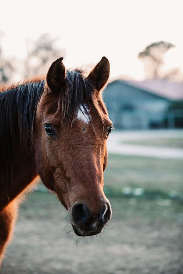 adorable-arabian-horse