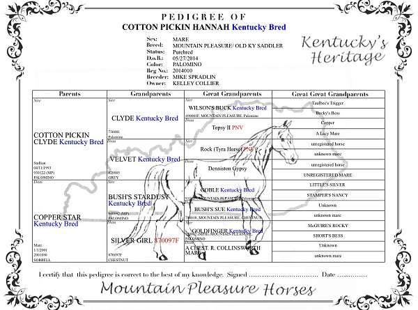 female-mountain-pleasure-horse